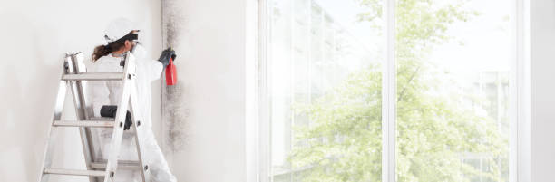 Best Real Estate Mold Inspection  in Rochester Hills, MI