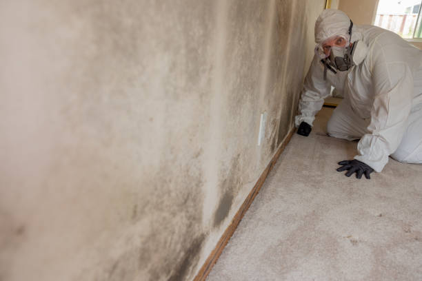Best Crawl Space Mold Remediation  in Rochester Hills, MI